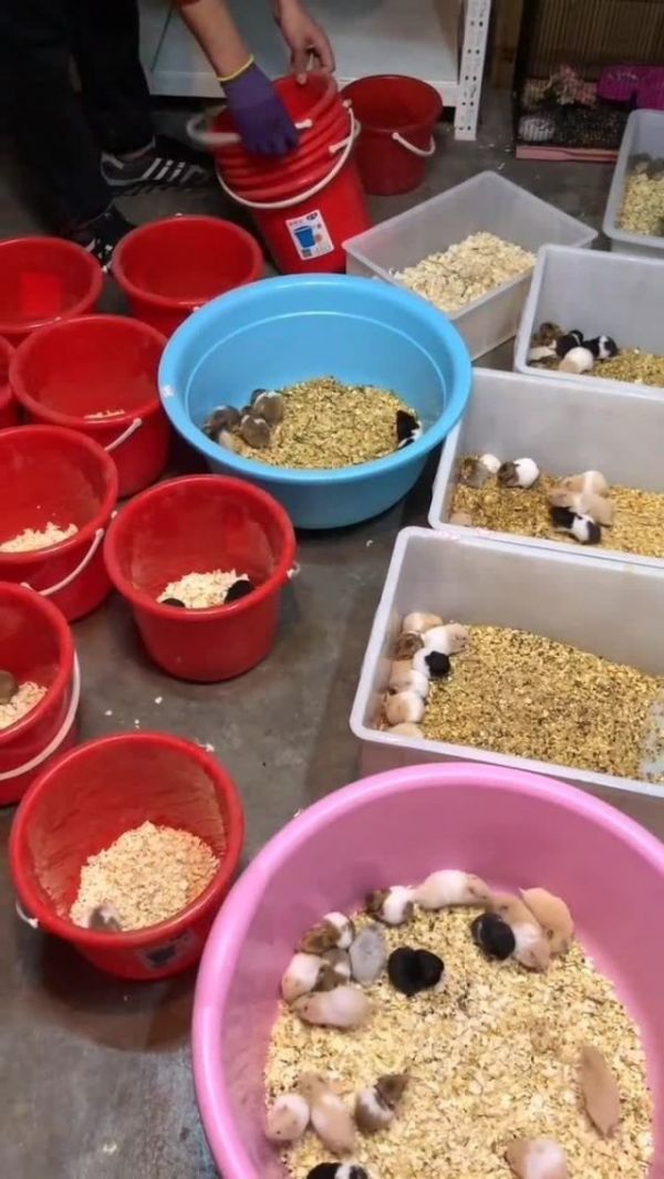 仓鼠得分开喂,要是一大群一起喂,非得打起来