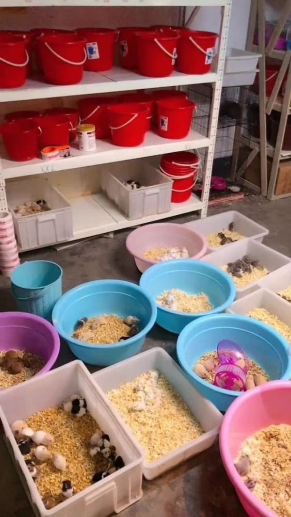 靠着仓鼠强大的繁殖能力,我已经成为仓鼠养殖大户了