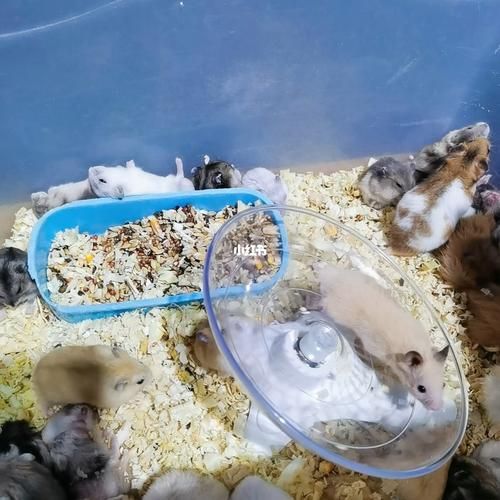 找不到给我打电话吧,壹叁壹壹壹叁二二九五一#仓鼠 #金丝熊 #兔子