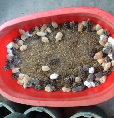 自家养殖仓鼠:白色 黄色 灰色