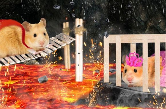 别再谈鼠色变！家养仓鼠的病毒风险其实这么低