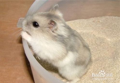 如何避免宠物仓鼠患上糖尿病？