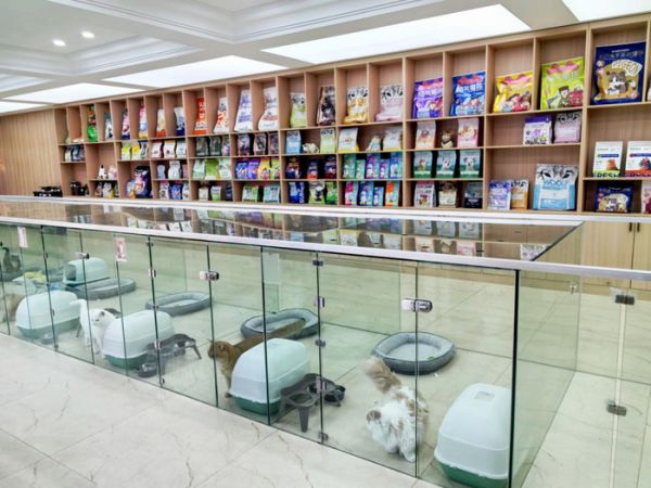 企业的一部分宠物猫试吃员。平度市委宣传部供图