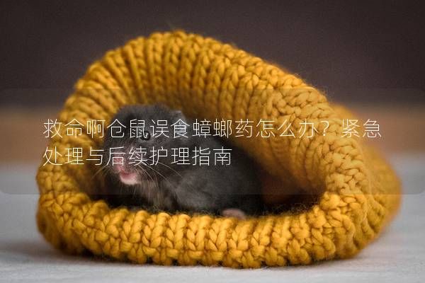 救命啊仓鼠误食蟑螂药怎么办？紧急处理与后续护理指南
