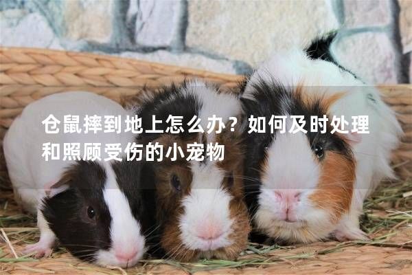 仓鼠摔到地上怎么办？如何及时处理和照顾受伤的小宠物