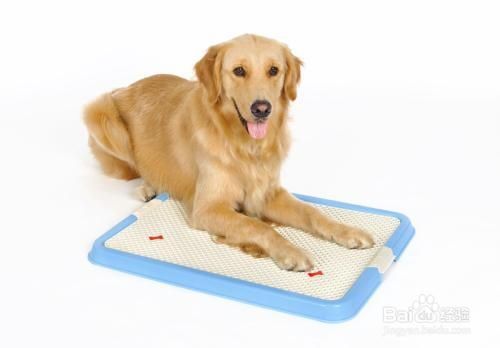 怎么样锻炼宠物狗大小便