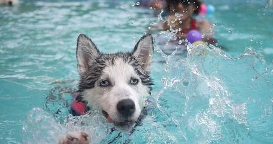 宠物生活:宠物狗需要多大的运动量？