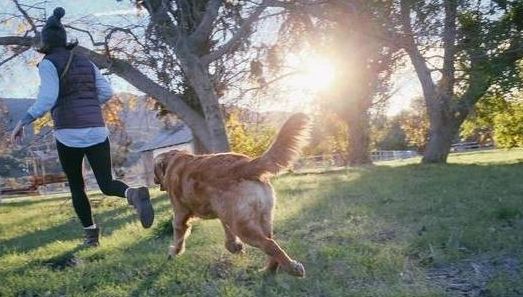 宠物生活:宠物狗需要多大的运动量？