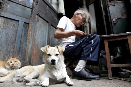 陪锻炼的宠物狗怎么养好