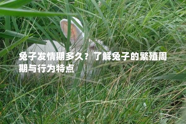 兔子发情期多久？了解兔子的繁殖周期与行为特点