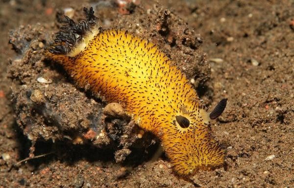 Conejo de mar: qué es, características y reproducción - Qué es un conejo de mar