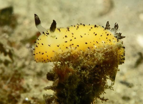 Conejo de mar: qué es, características y reproducción - Dónde vive el conejo de mar