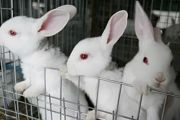 室外养兔子要注意什么