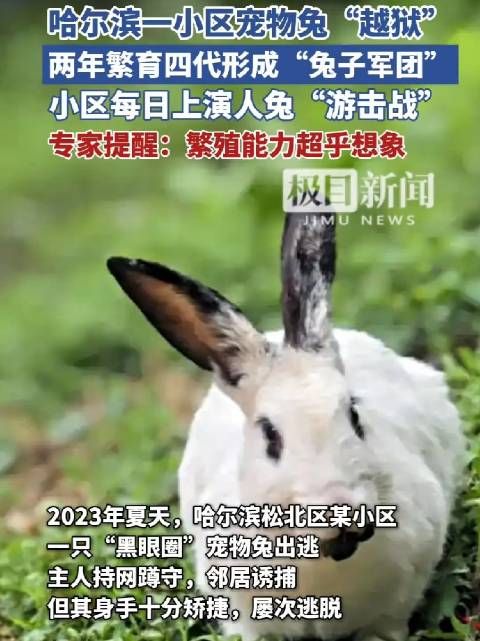 哈尔滨一小区宠物兔“越狱”，两年繁育四代形成“兔子军团”！