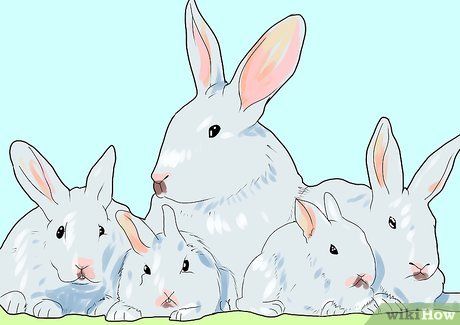 Step 14 根据幼崽的大小，让它在6到8周的时候断奶。