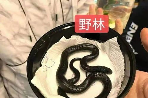 宠物被黑王蛇咬，速就医处理！