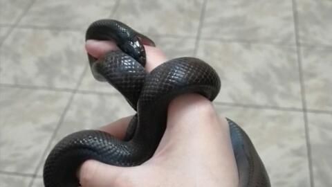 宠物被黑王蛇咬，速就医处理！