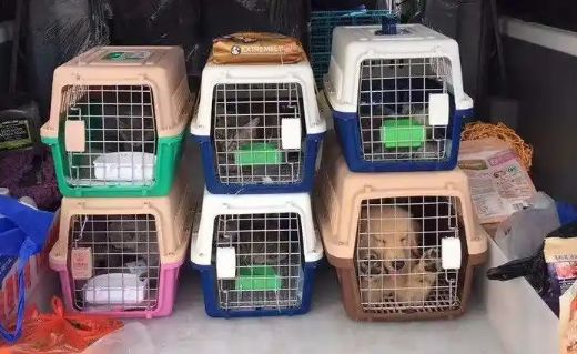 蛇、蜥蜴等冷血宠物能高铁托运吗？不能！