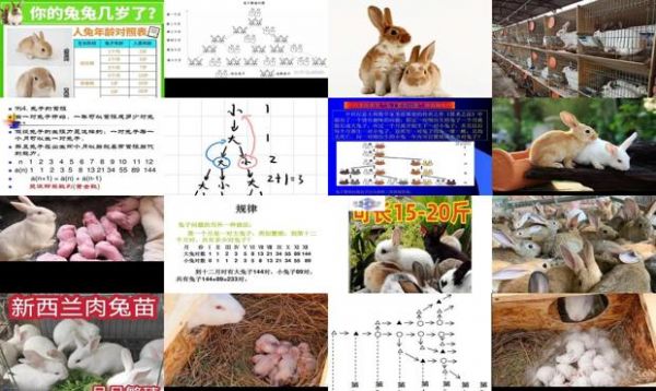 一对兔子一年繁殖多少只