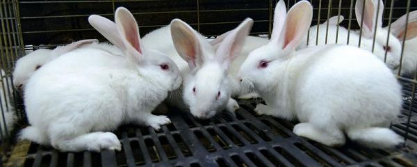 兔子多大才能繁殖，性成熟年龄与品种有关
