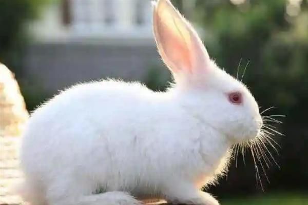 兔子多大才能繁殖，性成熟年龄与品种有关
