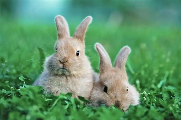 兔子多大才能繁殖，性成熟年龄与品种有关