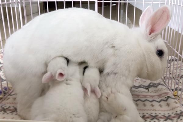 兔子多大才能繁殖，性成熟年龄与品种有关