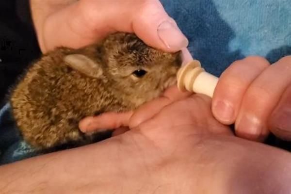 兔子多大才能繁殖，性成熟年龄与品种有关