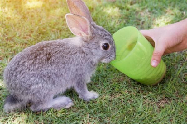 兔子多大才能繁殖，性成熟年龄与品种有关
