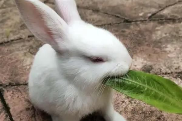 兔子多大才能繁殖，性成熟年龄与品种有关