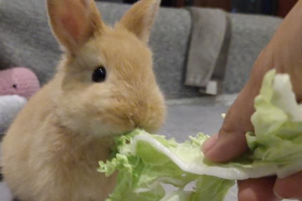 兔子多大才能繁殖，性成熟年龄与品种有关