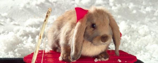 兔子眼睛充血的原因，可能是感染了螨虫