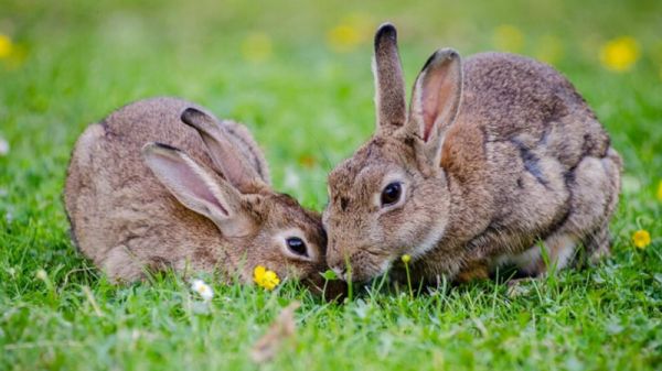 兔子眼睛能看到主人吗 兔子能看见人吗