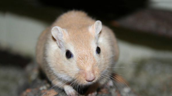 为什么不建议养仓鼠