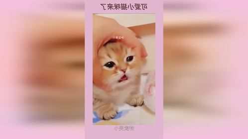 可爱小猫咪