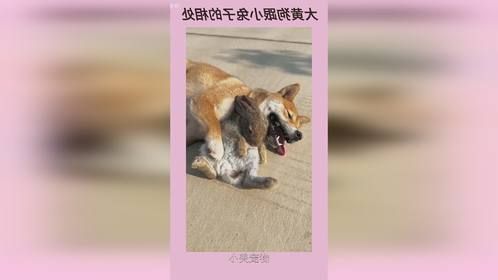 大黄狗跟小兔子的相处
