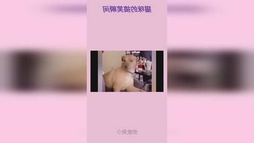 搞笑猫咪的迷惑瞬间