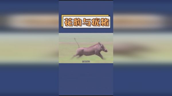 花豹苦苦等待疣猪，可关键时刻睡着了！