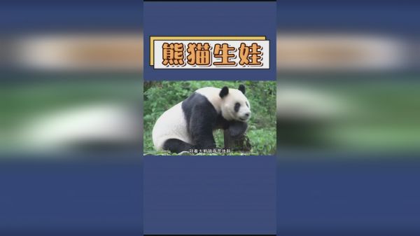 大熊猫孕育宝宝，有多艰难？