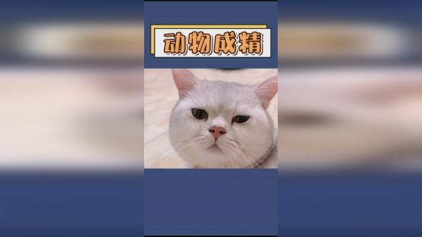 盘点那些听得懂人话的萌宠，太有趣了！