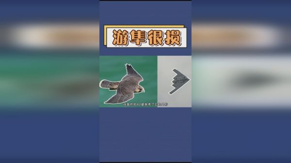 鸟中轰炸机游隼，有多损？