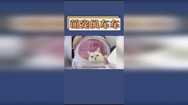 全网最手欠的猫咪，一生都要强！