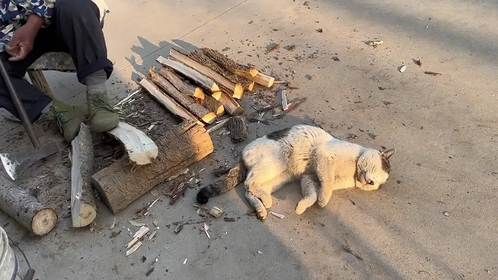 盘点那些无所畏惧的猫咪 猫：这些都是小场面