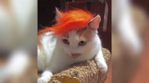 盘点猫咪的迷惑行为，生活不易，猫咪被迫卖艺