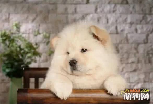 来自中国的东方神犬!犬种小科普之憨态可掬的松狮犬!