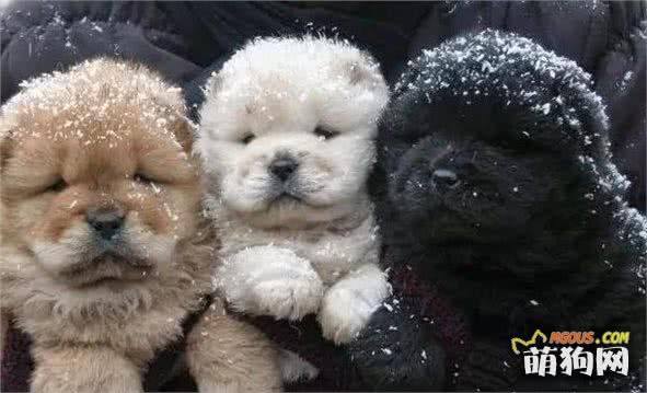 来自中国的东方神犬!犬种小科普之憨态可掬的松狮犬!