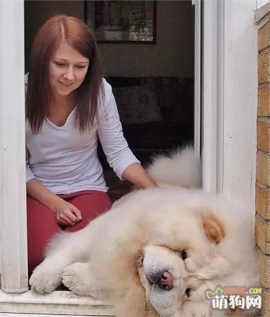 来自中国的东方神犬!犬种小科普之憨态可掬的松狮犬!