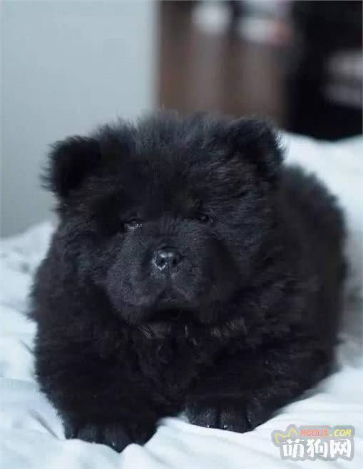 来自中国的东方神犬!犬种小科普之憨态可掬的松狮犬!