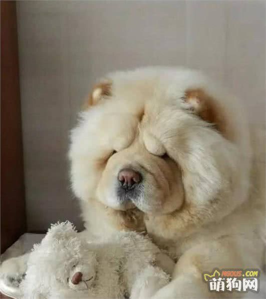 来自中国的东方神犬!犬种小科普之憨态可掬的松狮犬!