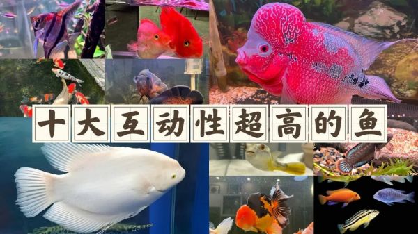 一条红色与白色相间的观赏鱼正在水面附近游动 